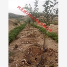 山西果園滴灌管價(jià)格